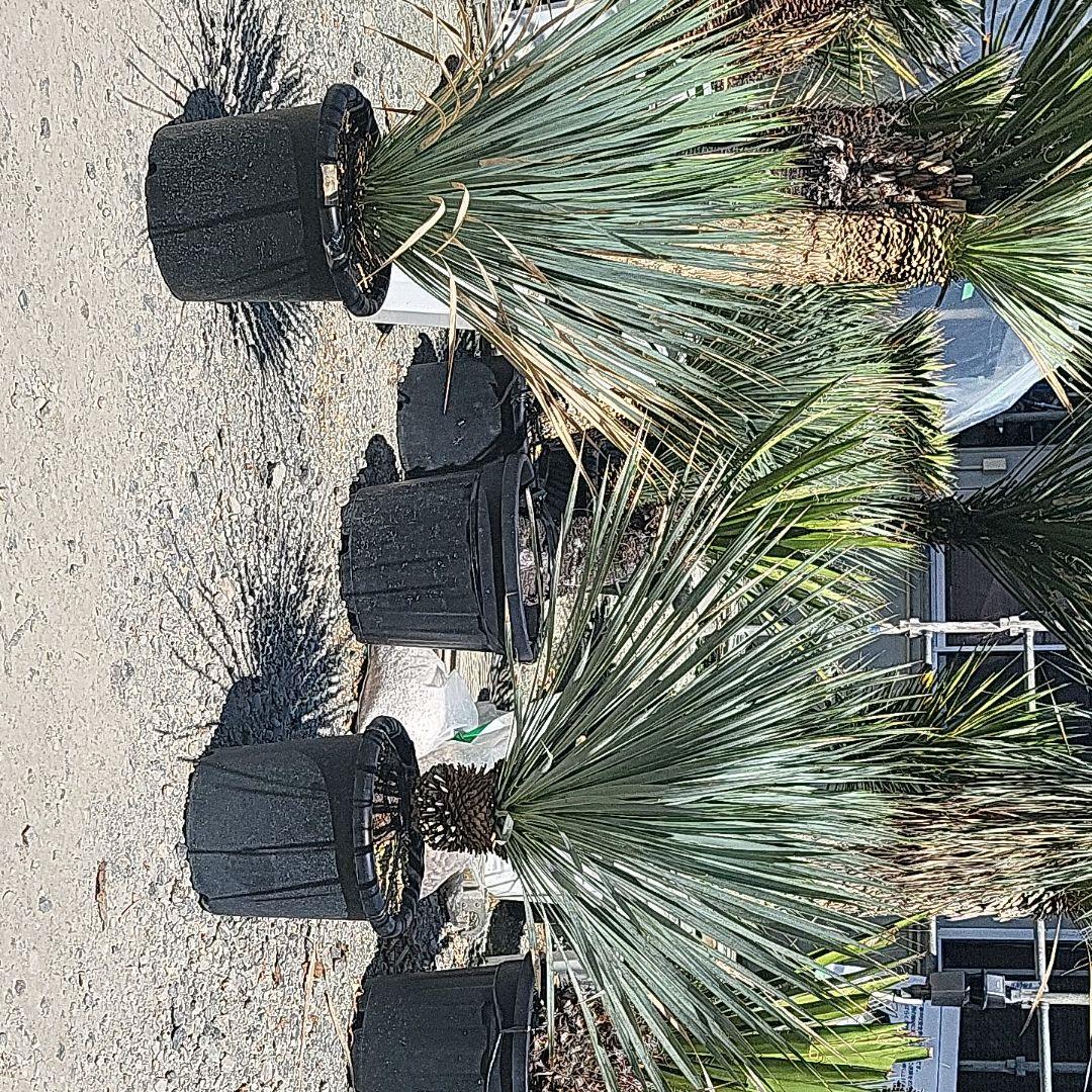 Alohaさん専用ユッカロストラータブルーサンダー 