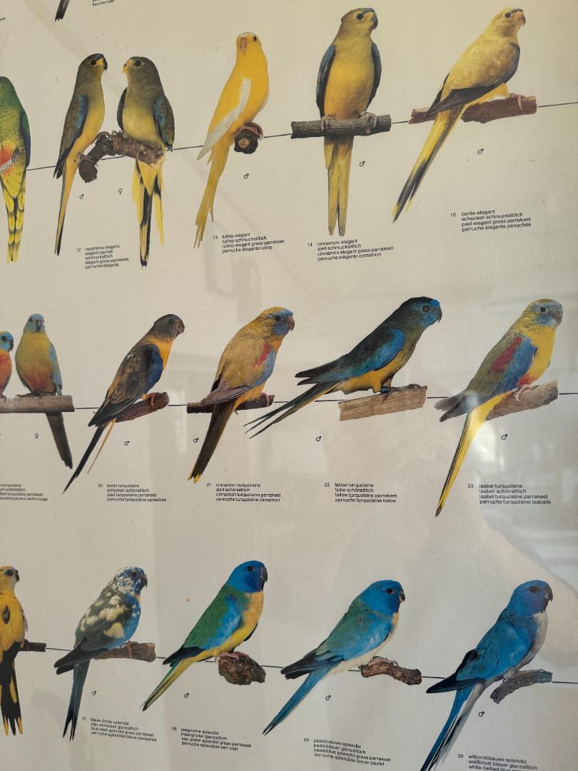 【独法師】其の２業務用飼い鳥展示用ポスター　インコ、オウム色変わり