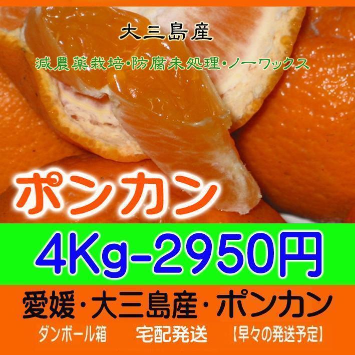 【いちご】ブスデコポン9Kg+ポンカン4Kg　甘平と同梱発送