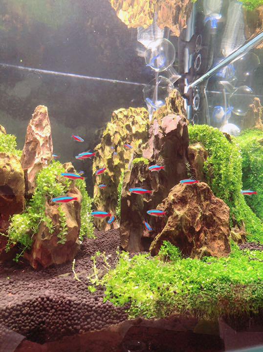 ★アクアリウムセット★ 淡水 水槽 40万円相当 画像4