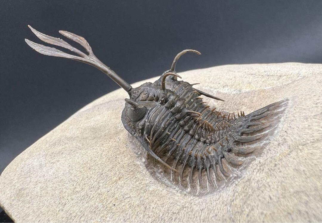 【値下げ中】 Walliserops trifurcatus