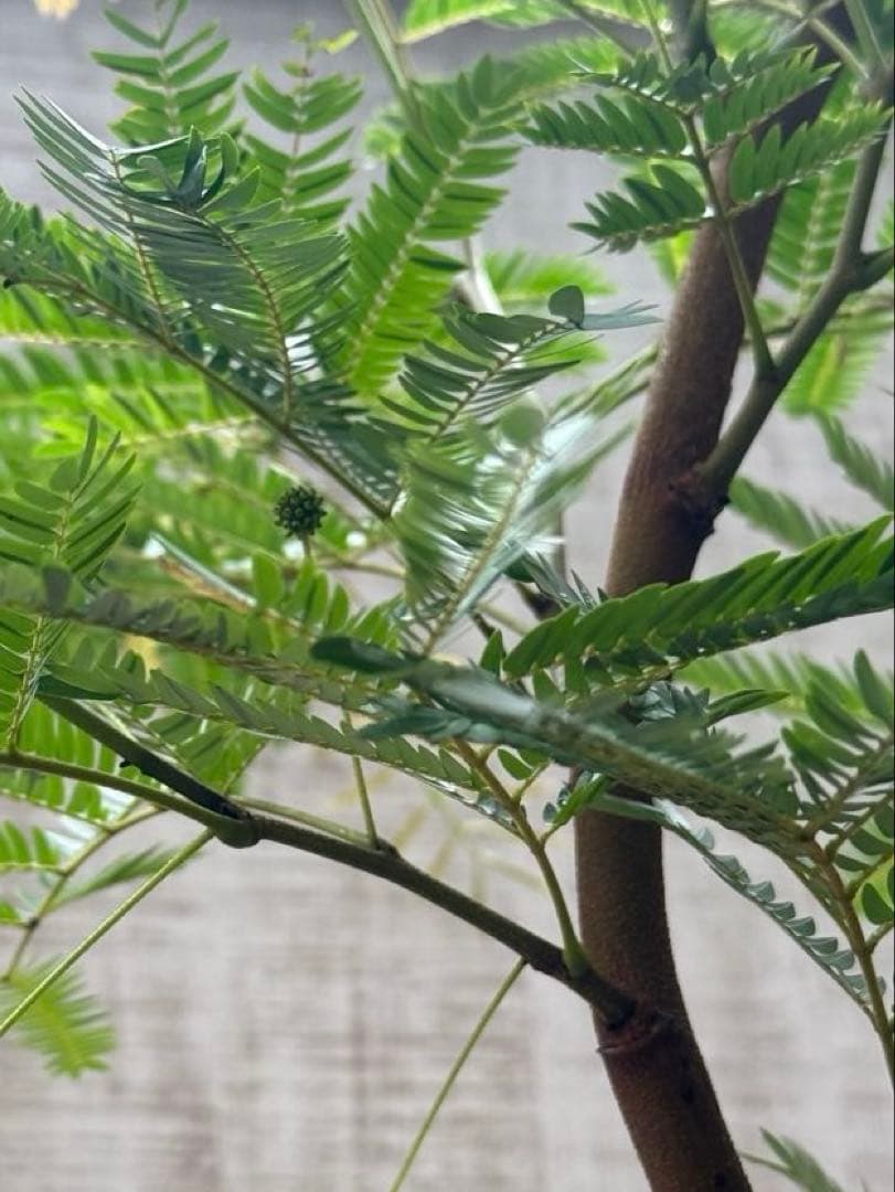 ☆ エバーフレッシュ 沖縄産♪ 156cm 曲がり仕立て♪