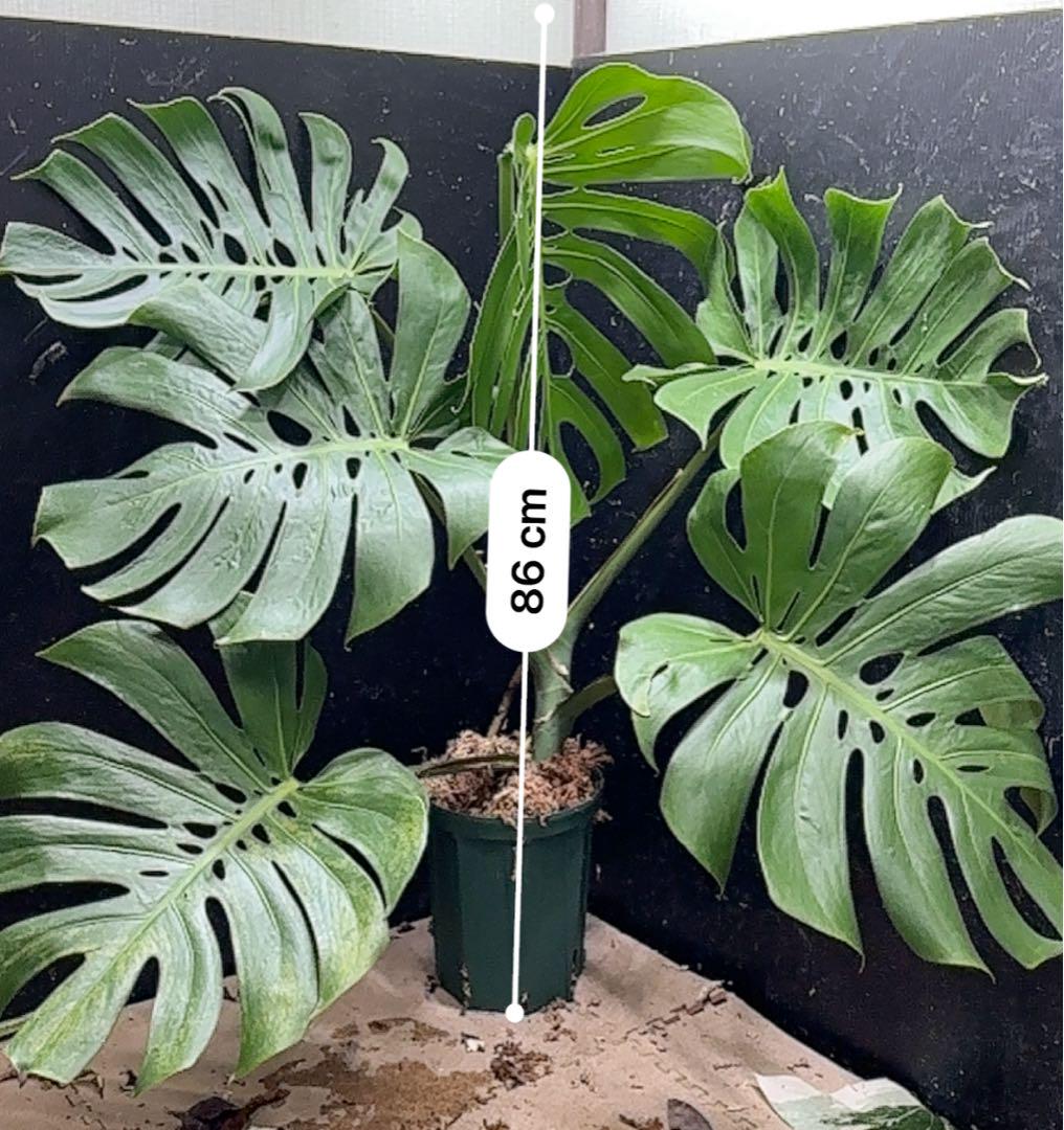 モンステラ デリシオーサ コンパクタ 超大株 鉢付き 高さ86cm