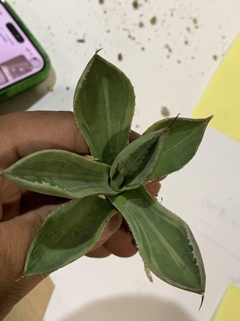 bottom_plants様専用出品