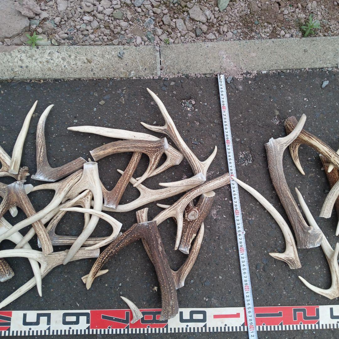 蝦夷鹿の角 　犬のおもちゃ 工芸品などに カット済み　　３６番