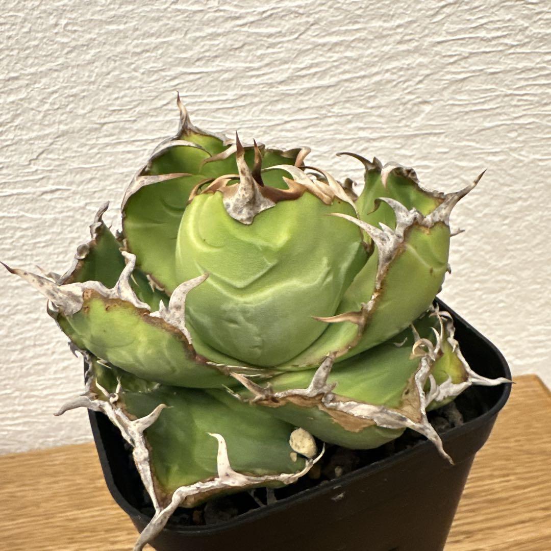 アガベ　チタノタ　オテロイ　白鯨