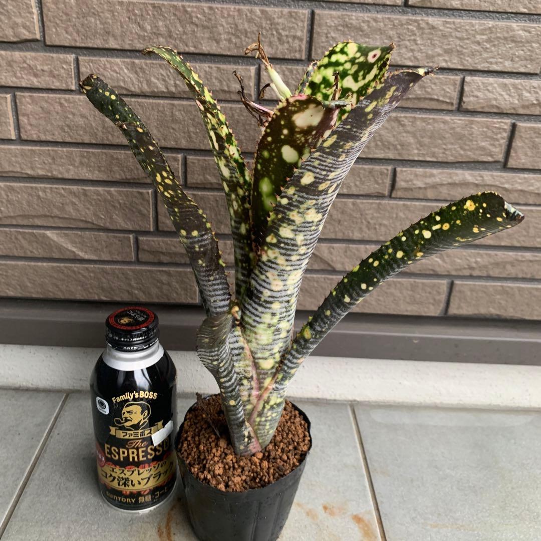 Billbergia Kolan Chestnut