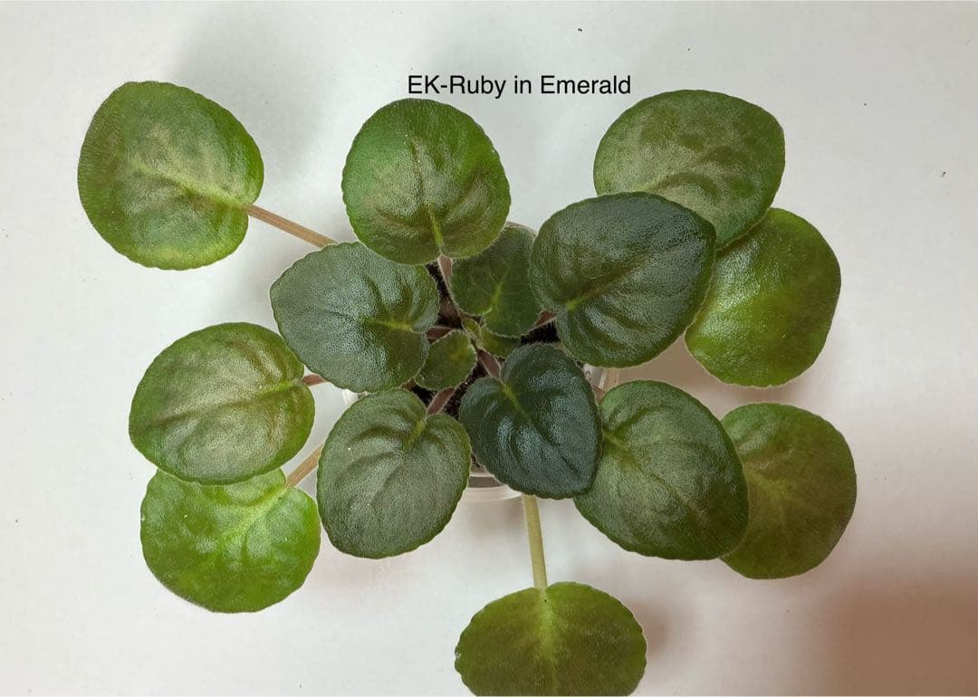 セントポーリア 苗セット傷や汚れあり YUZUMIYA_COM