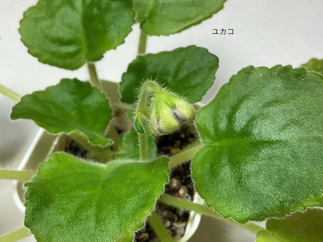 苗セット傷や汚れあり