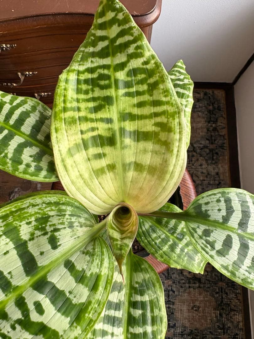 ドラセナ ゴールディアナ 5号 ドラセナ ゴールディアナ 5号