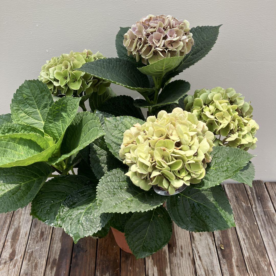 植栽用アジサイ6種類セット 来年用 ハイドランジア - メルカリ