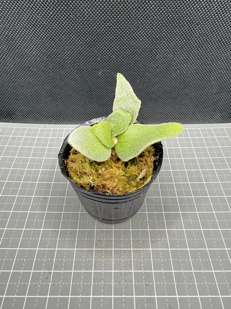 ビカクシダ P.willinckii Jade Girl spore#2 - ビカクシダ買う
