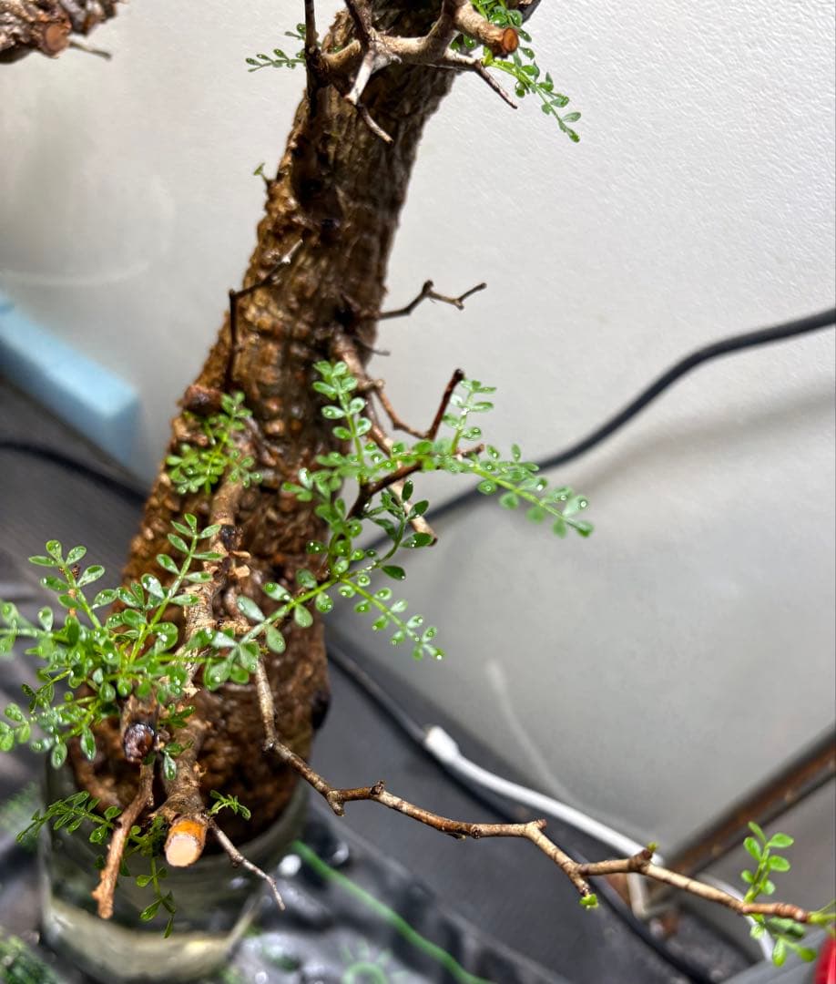 芽吹き有り