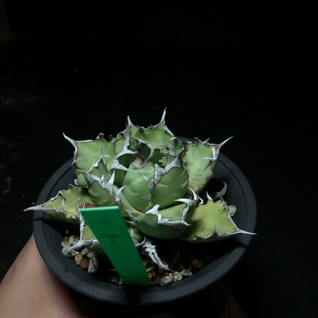 アガベ　シーザー　メルカリ便 アガベ チタノタ シーザー - メルカリ