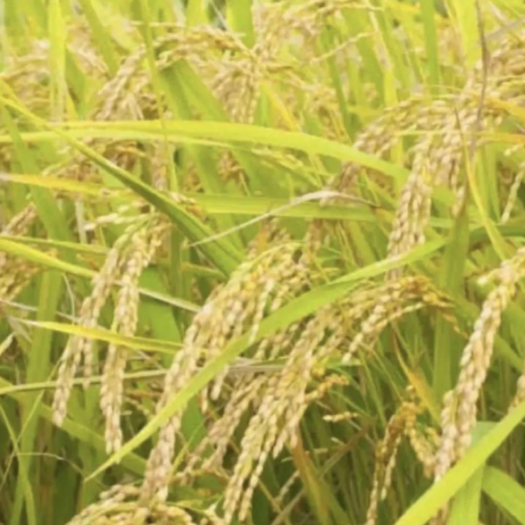 無農薬米　20キロ