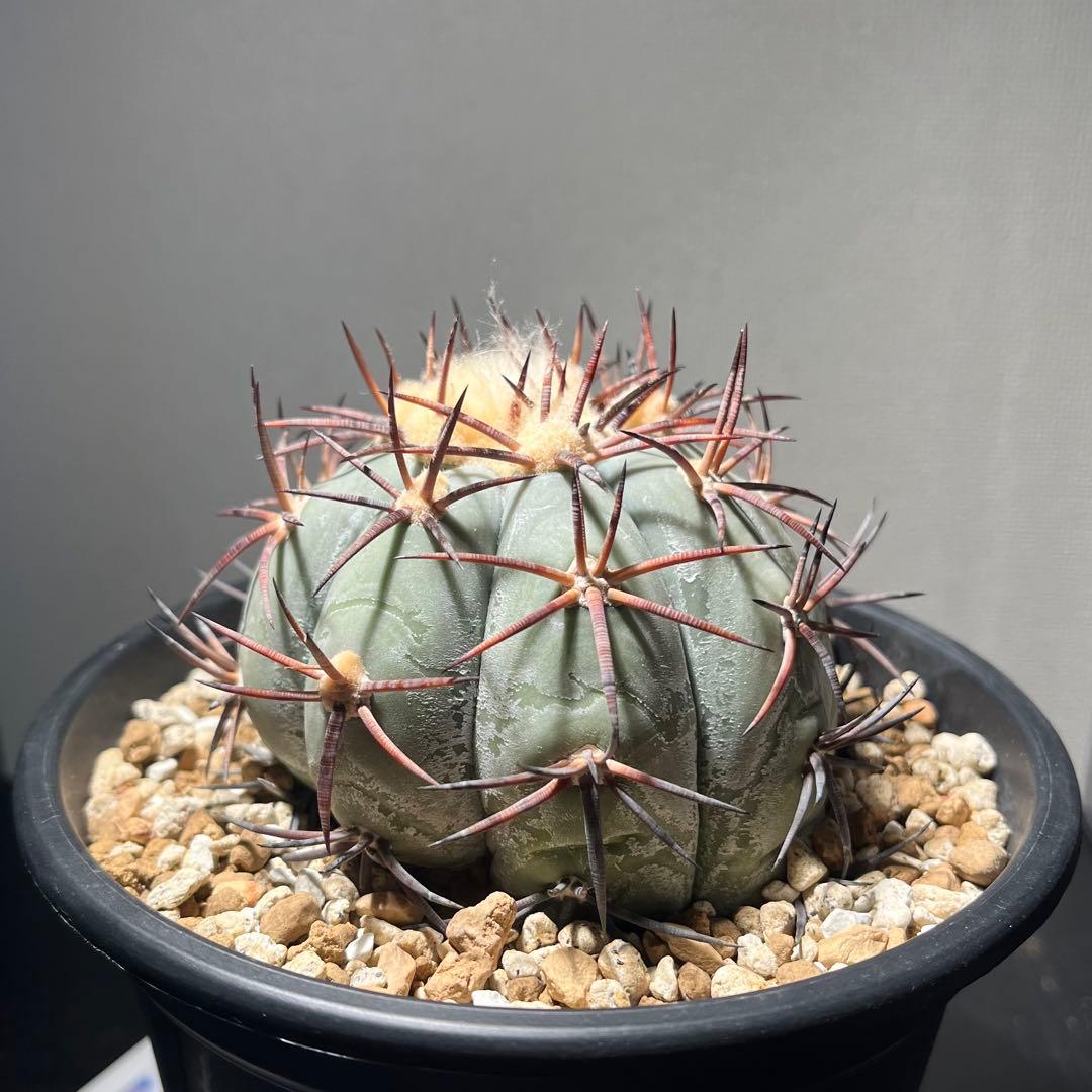 エキノカクタス 太平丸 国内実生