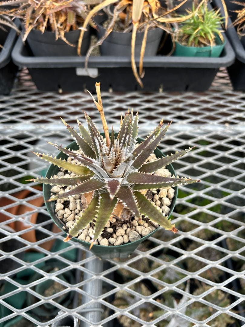 Dyckia Paylen
