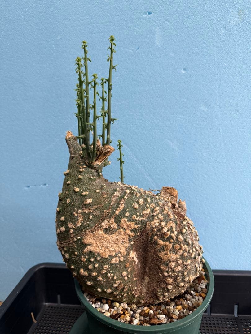 アデニア バリー 芽吹き有り