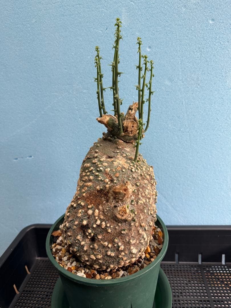 アデニア バリー 芽吹き有り