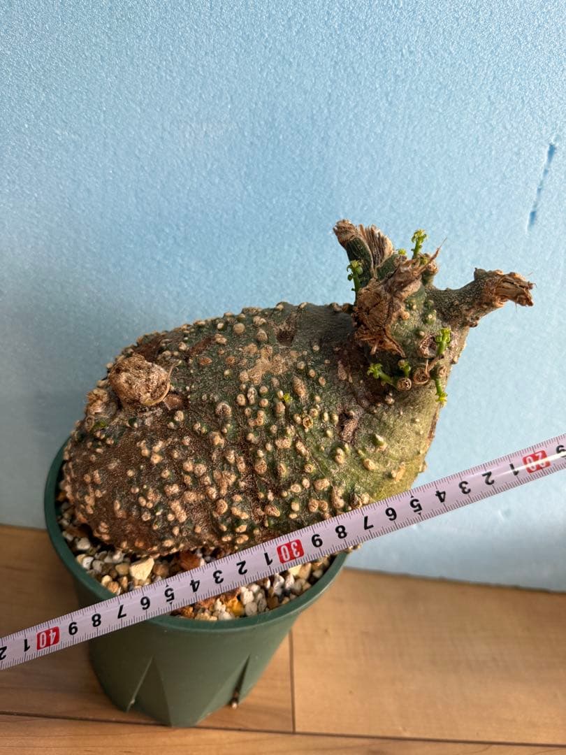 アデニア バリー 芽吹き有り