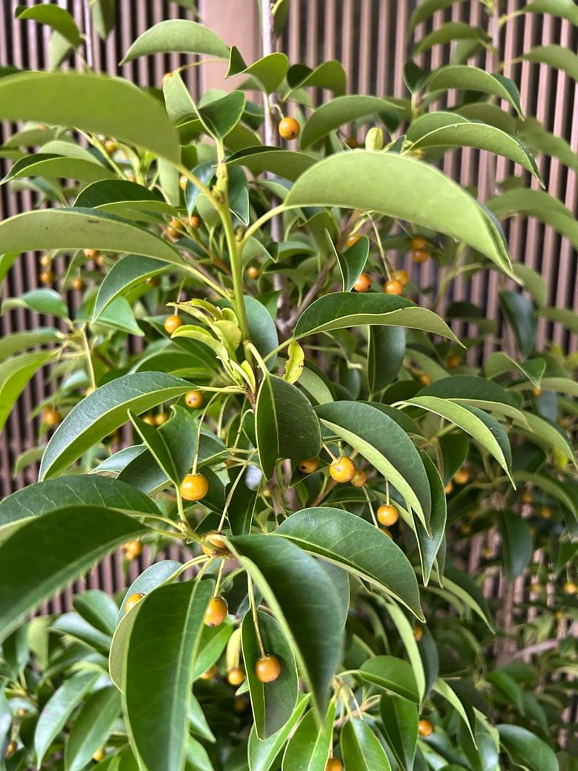 常緑樹 ソヨゴ 約1.6m 鉢底から 実つき最高④やや傷や汚れあり YUZUMIYA_COM