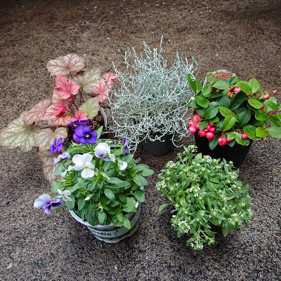2花 寄せ植え ビオラ チェッカーベリー アリッサム シルバーリーフ ヒューケラ メルカリ