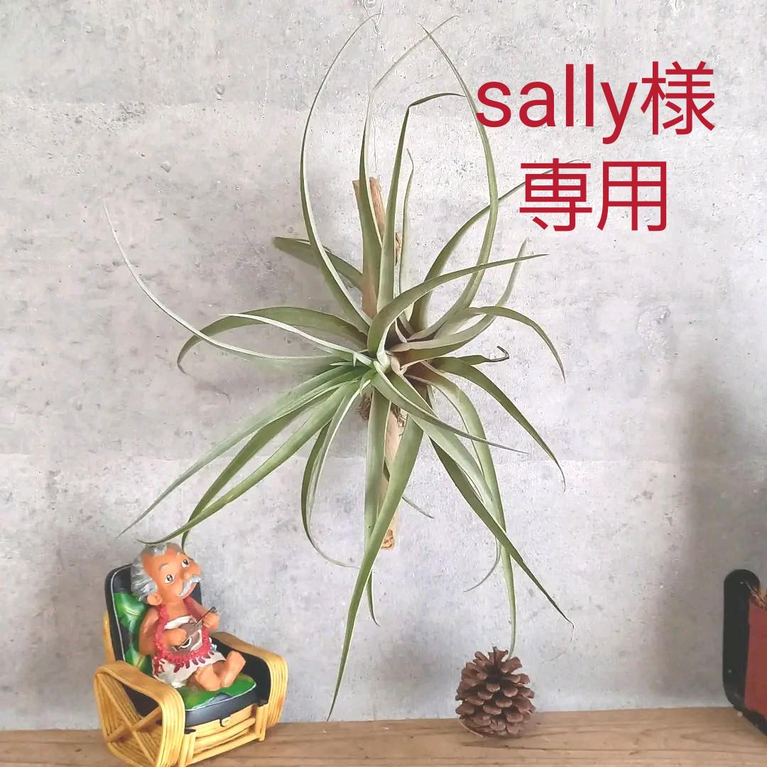 人気特価 植物 観葉植物 エアプランツ チランジア カピタータピーチ 特大 流木仕立て Www Nexgenmedical Com 人気特価 植物 観葉植物 エアプランツ チランジア カピタータピーチ 特大 流木仕立て Www Nexgenmedical Com