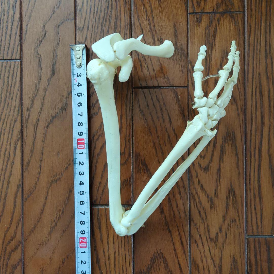 人体骨格模型 右腕