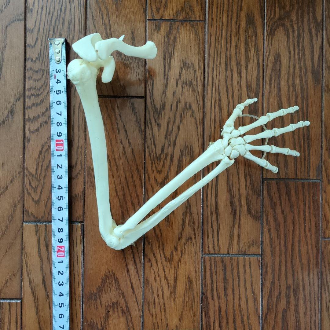 人体骨格模型 右腕