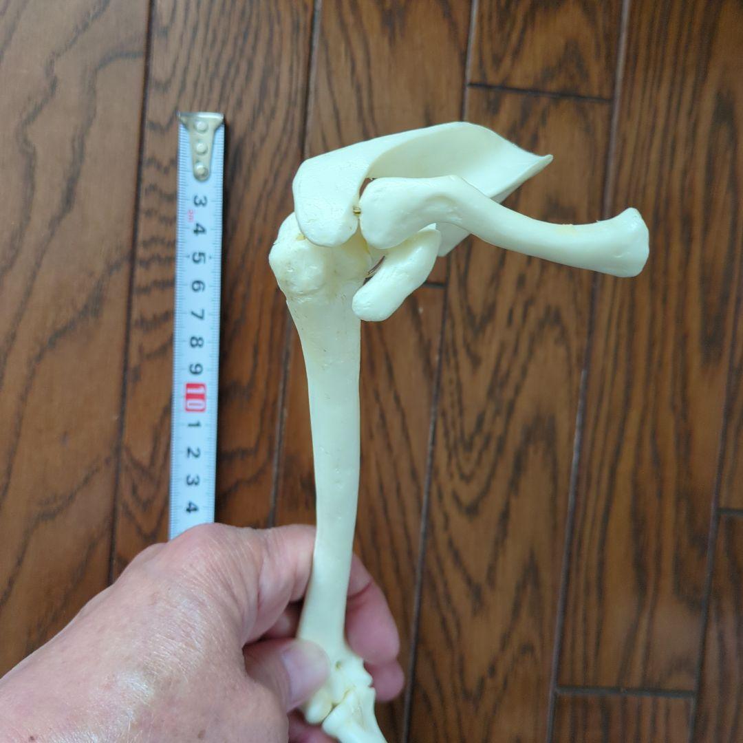 人体骨格模型 右腕