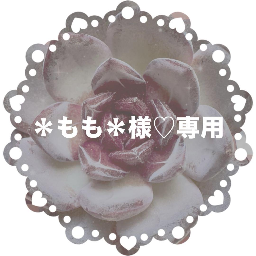 ［B158］多肉植物 韓国苗 エケベリア モンゴル
