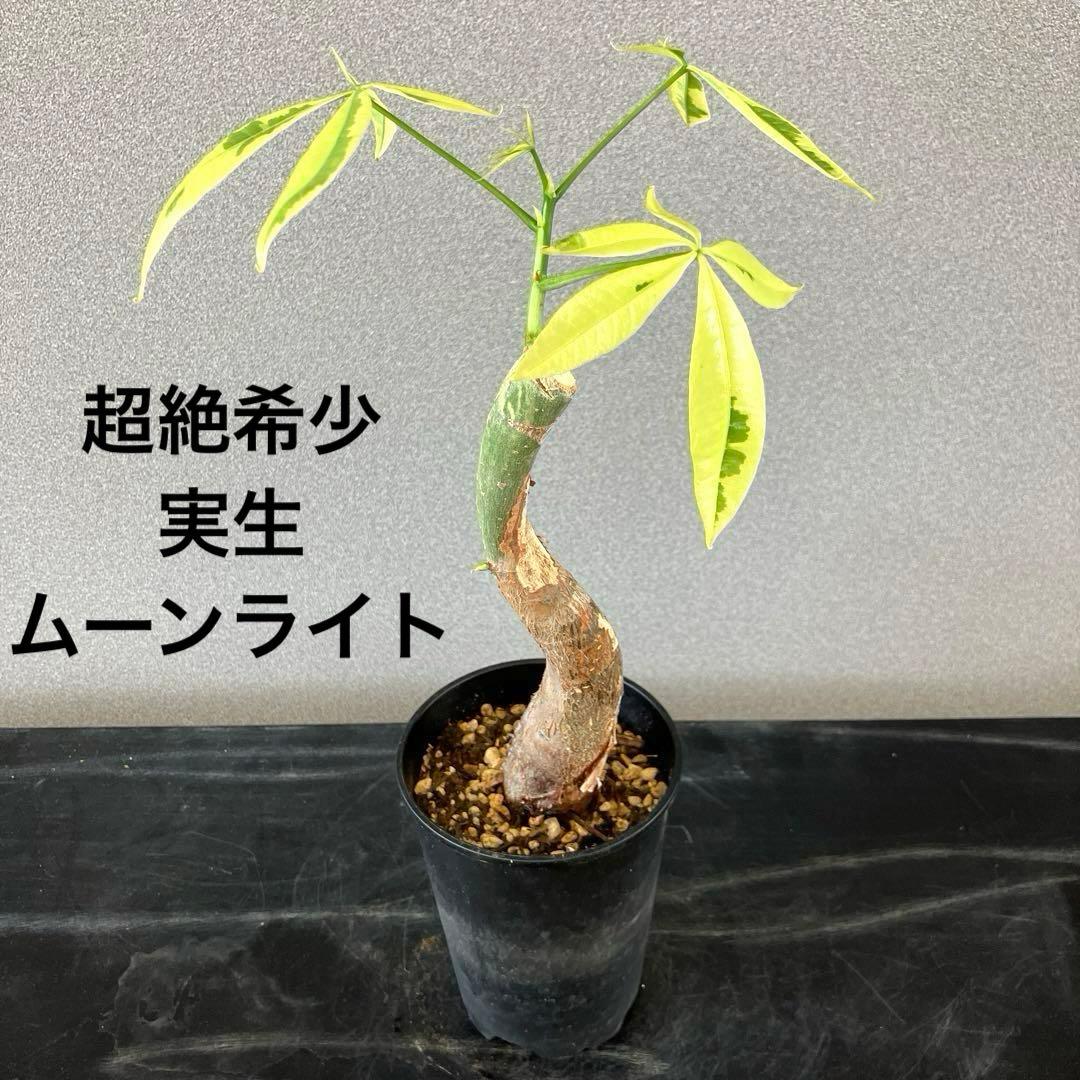 超絶希少❗️一株のみ❗️パキラ　ムーンライト実生❗️幹太曲がり✨ 93,500円