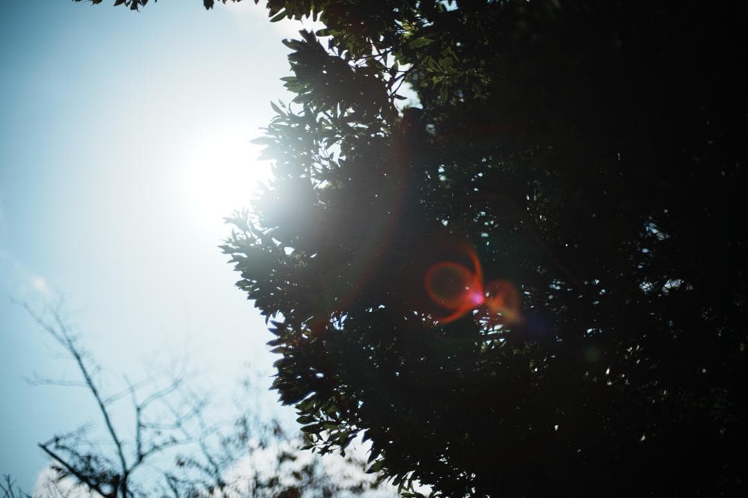 【整備&テスト済】ニコン New Nikkor 50mm F1.4 後期 499 【整備&テスト済】ニコン New Nikkor 50mm F1.4 後期 499