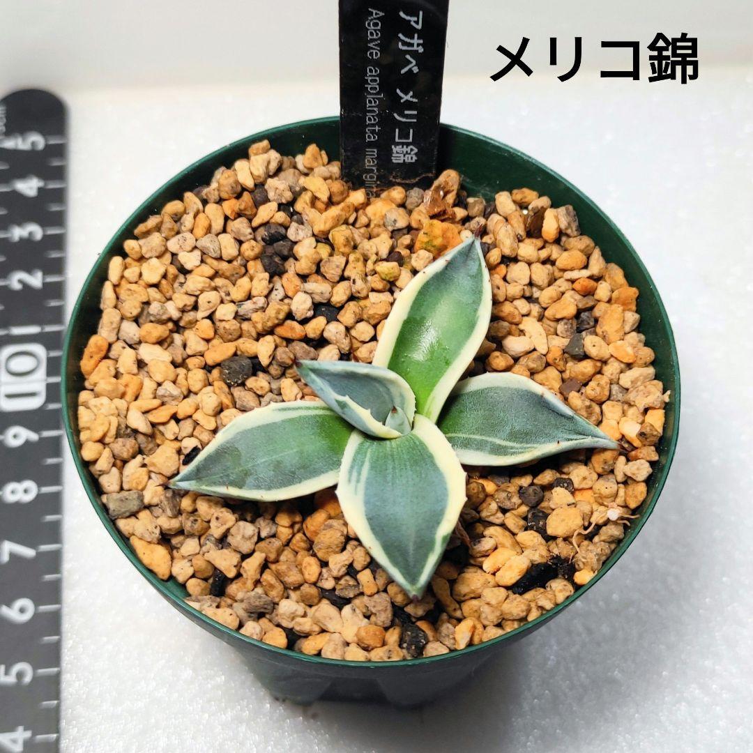 アガベ メリコ錦 クリームスパイク 多肉植物 抜き苗 - メルカリ