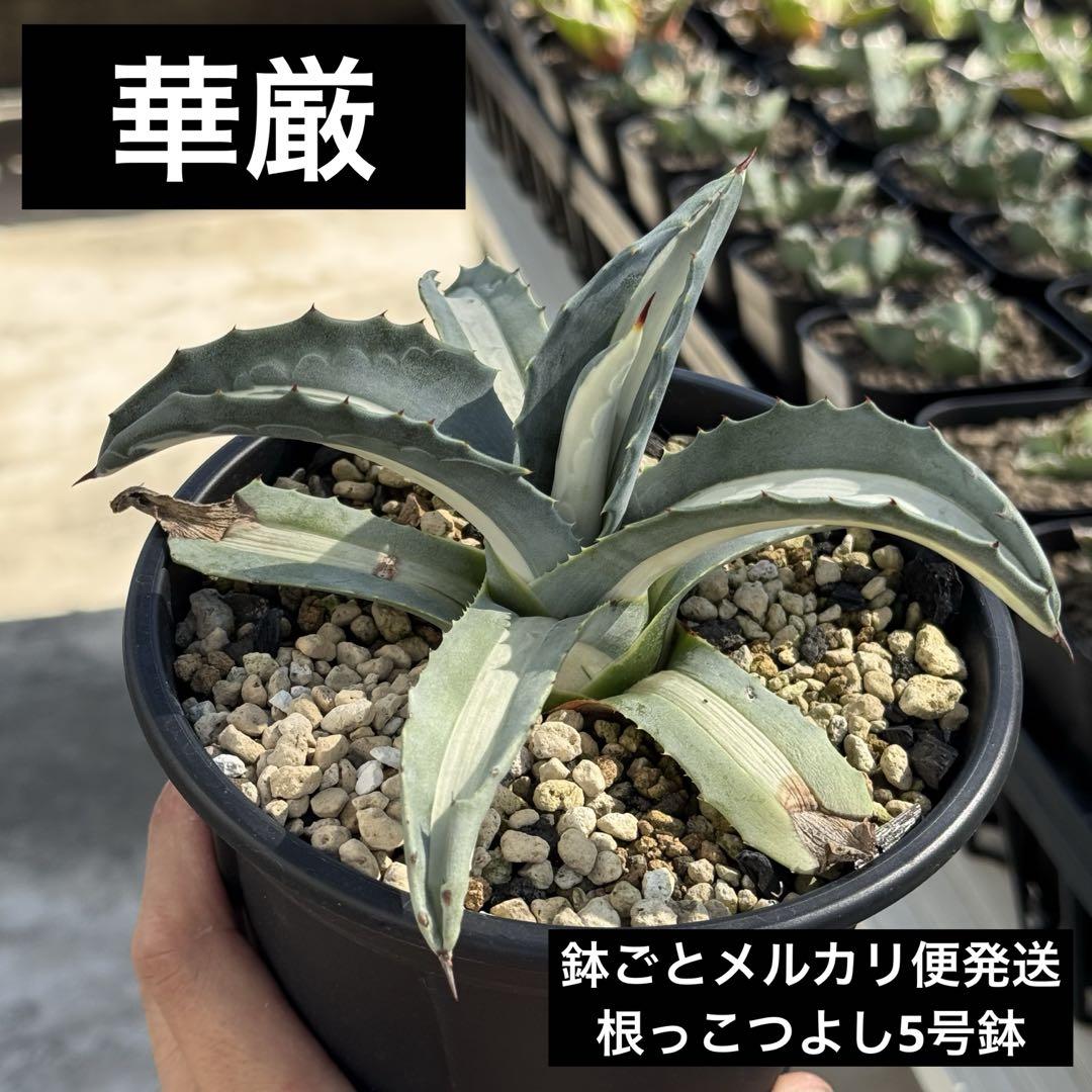 【耐寒性あり】華厳　白中斑　アメリカーナ　鉢ごとメルカリ便発送