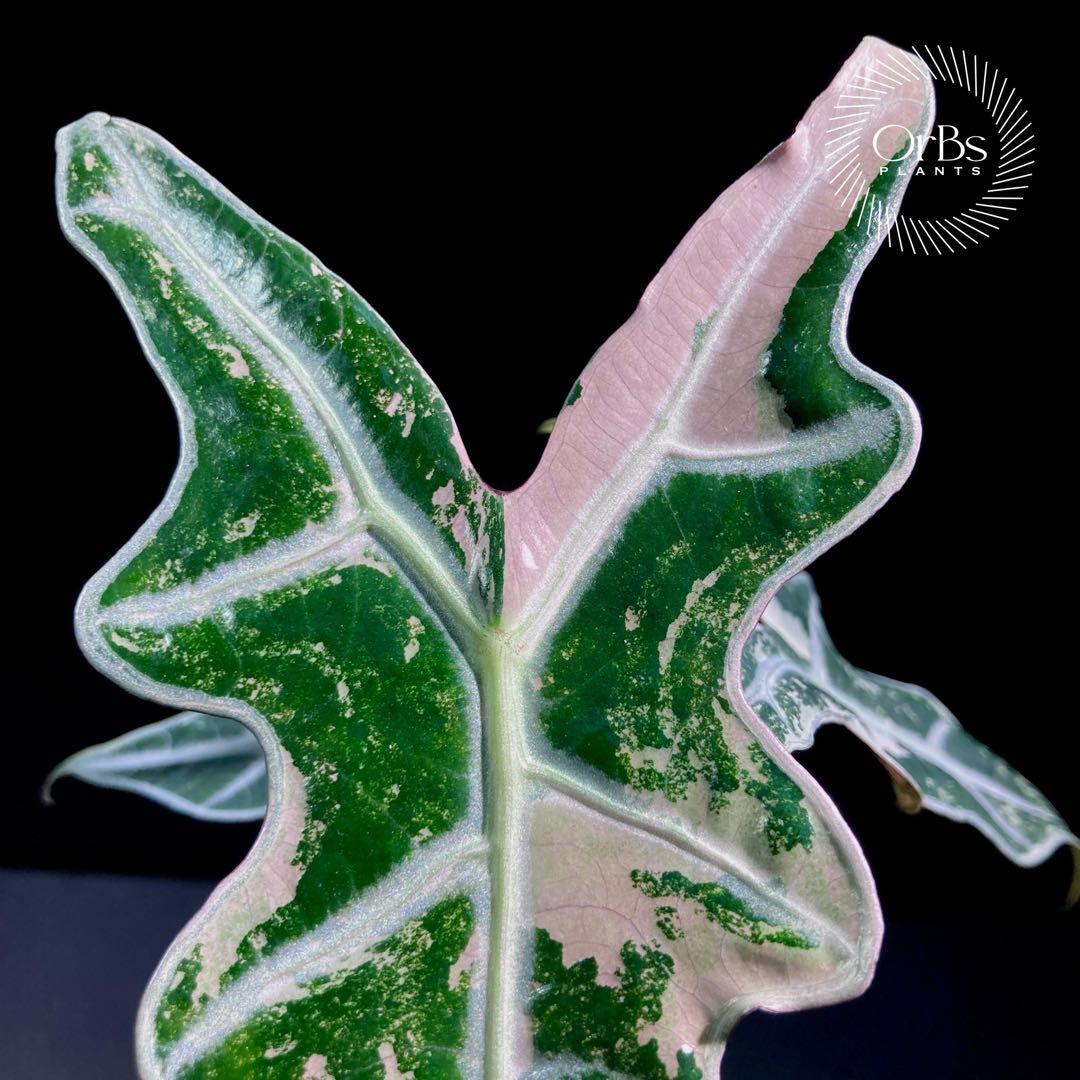 【芋形成中】アロカシア ノビリス ピンク斑入り バリエガータ　※鉢のまま発送