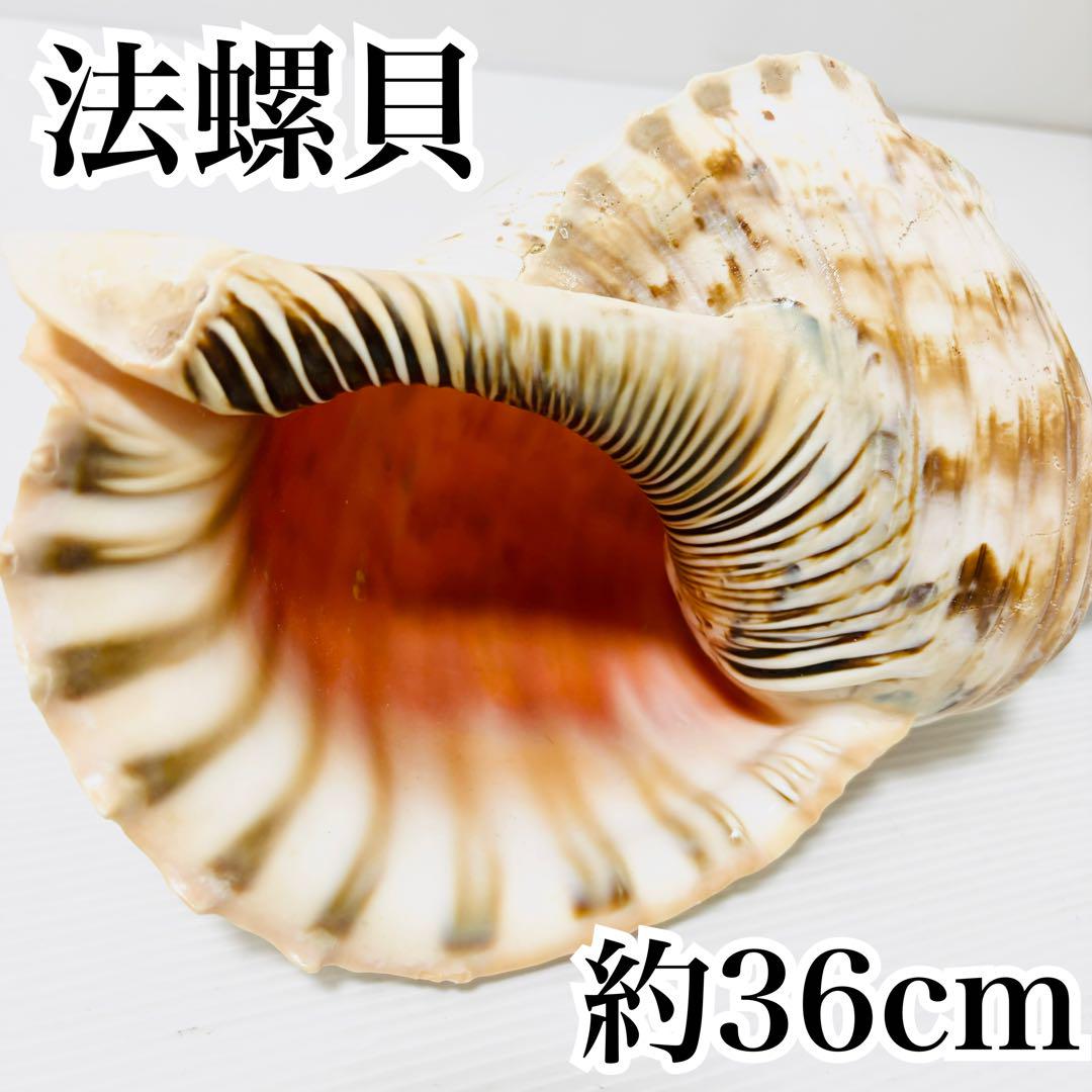 法螺貝 網袋付 約36cm 山伏　密教　魔除け　熊よけ 修行 ホラガイ ほら貝
