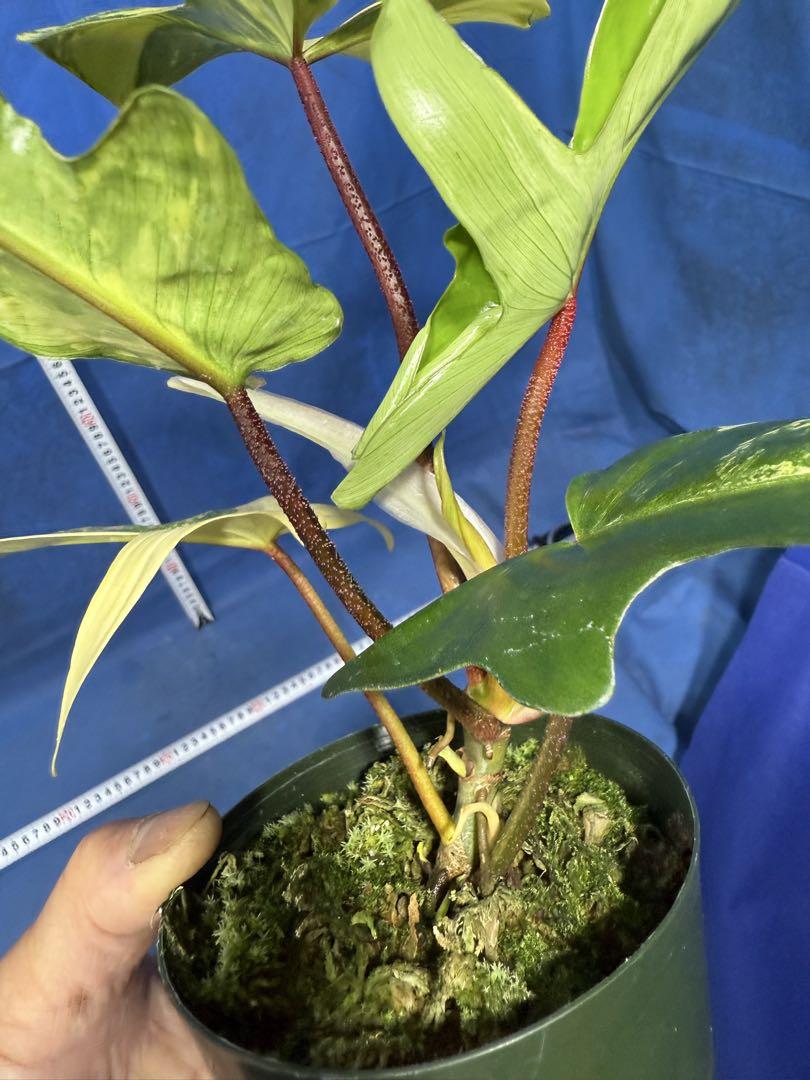 505 斑入り　Philodendron'Florida Beauty' 極斑体 Philodendron Florida beauty variegated フィロデンドロ