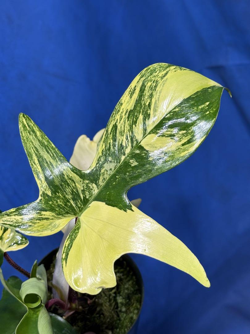 510 斑入り Philodendron'Florida Beauty' 極〜特 - メルカリ