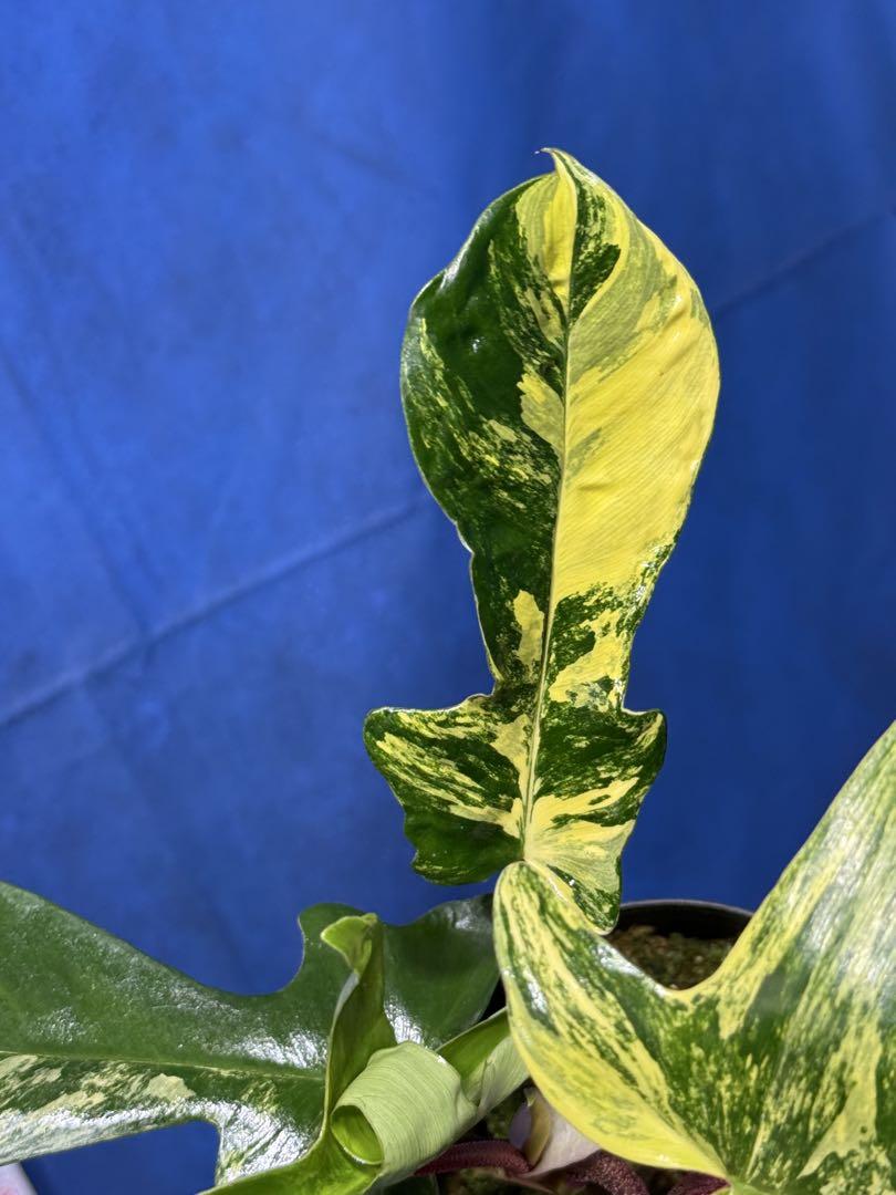 510 斑入り Philodendron'Florida Beauty' 極〜特 - メルカリ