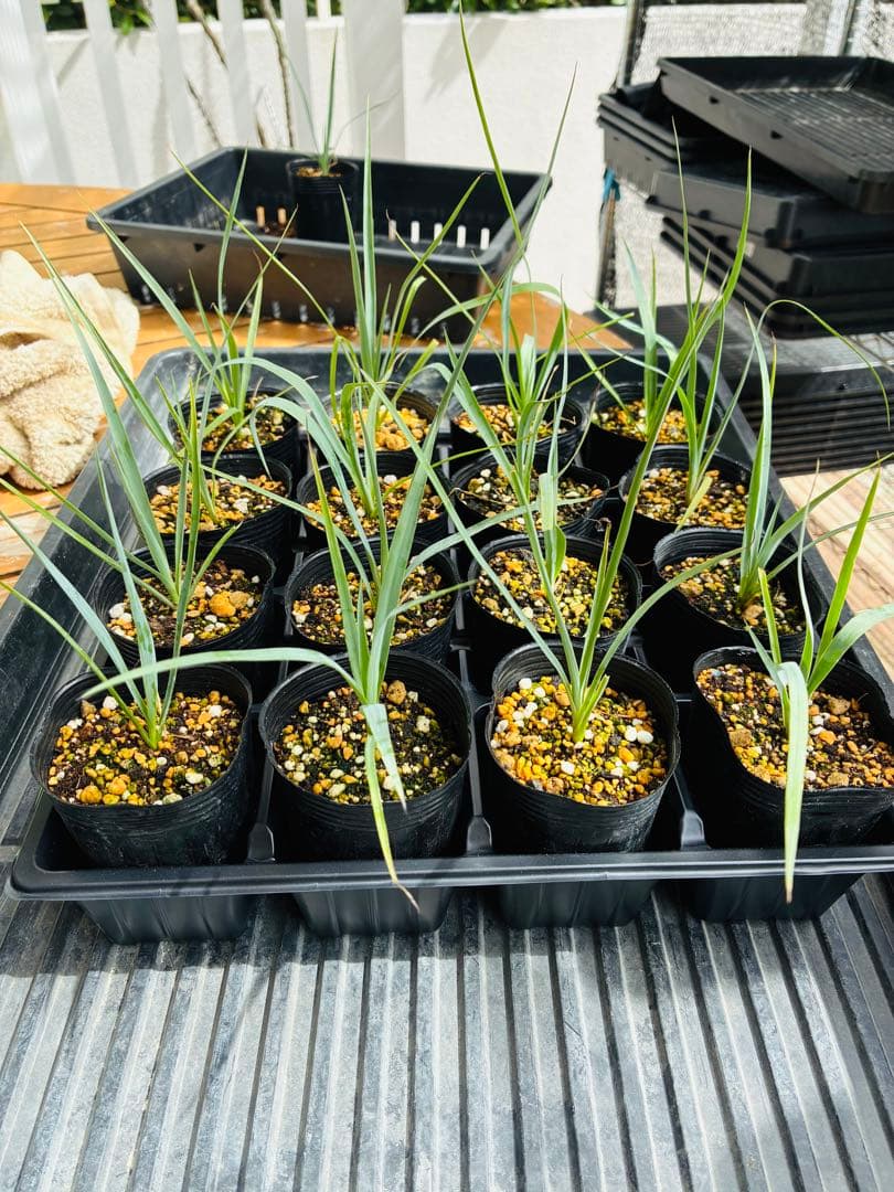 ユッカロストラータ　16苗 鉢のまま発送