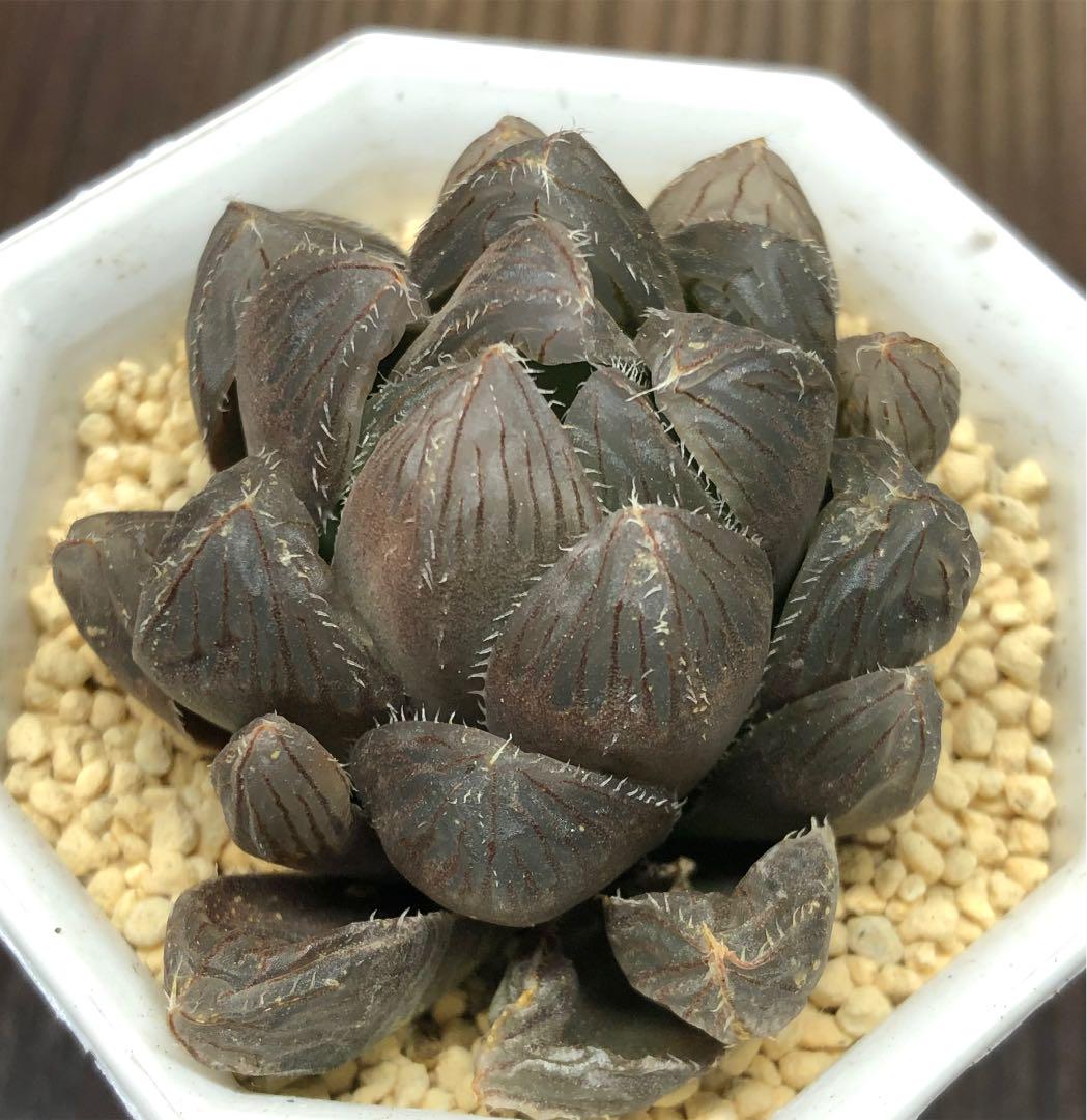 多肉植物　ハオルチア　紫オブツーサ• 巨大赤線レンズ