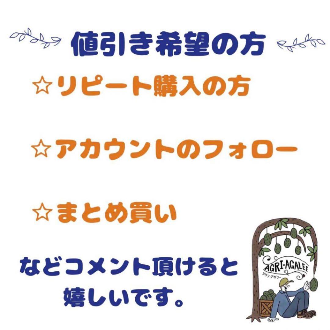 特大果実ライチ 【ジャカパット】接木苗 レイシ 大実