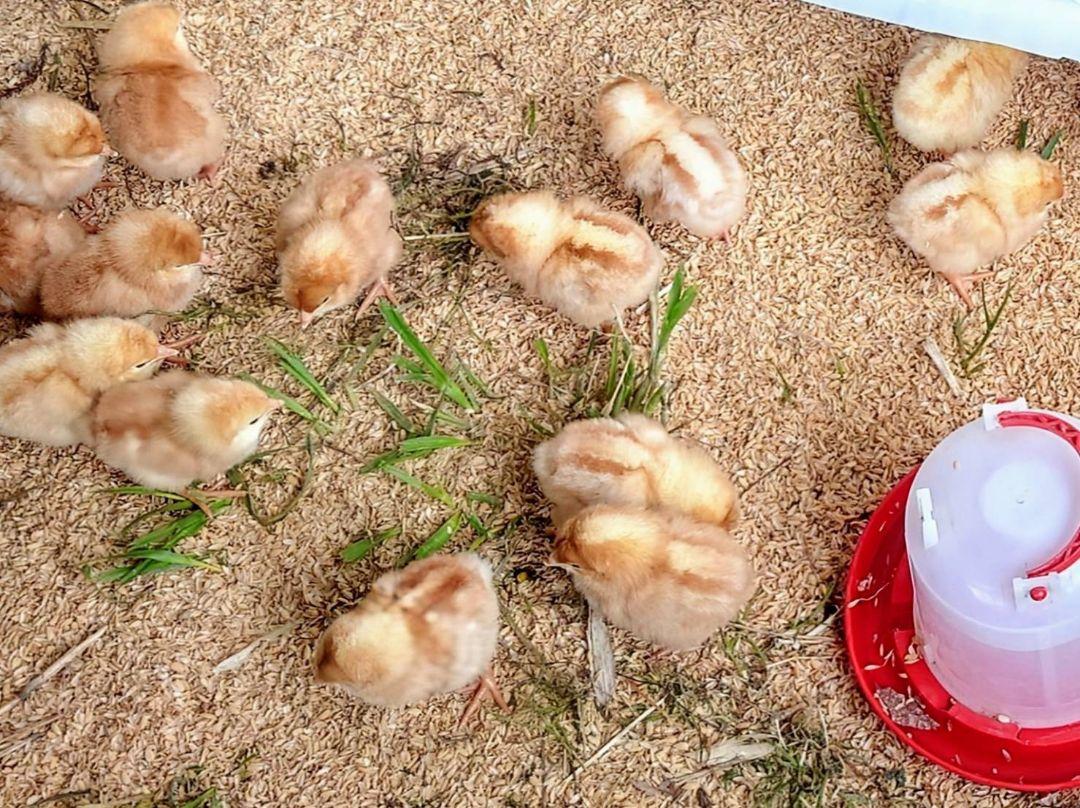 楽天市場】平飼い卵 なちゅら 10個入り×12パック【合計120個(100