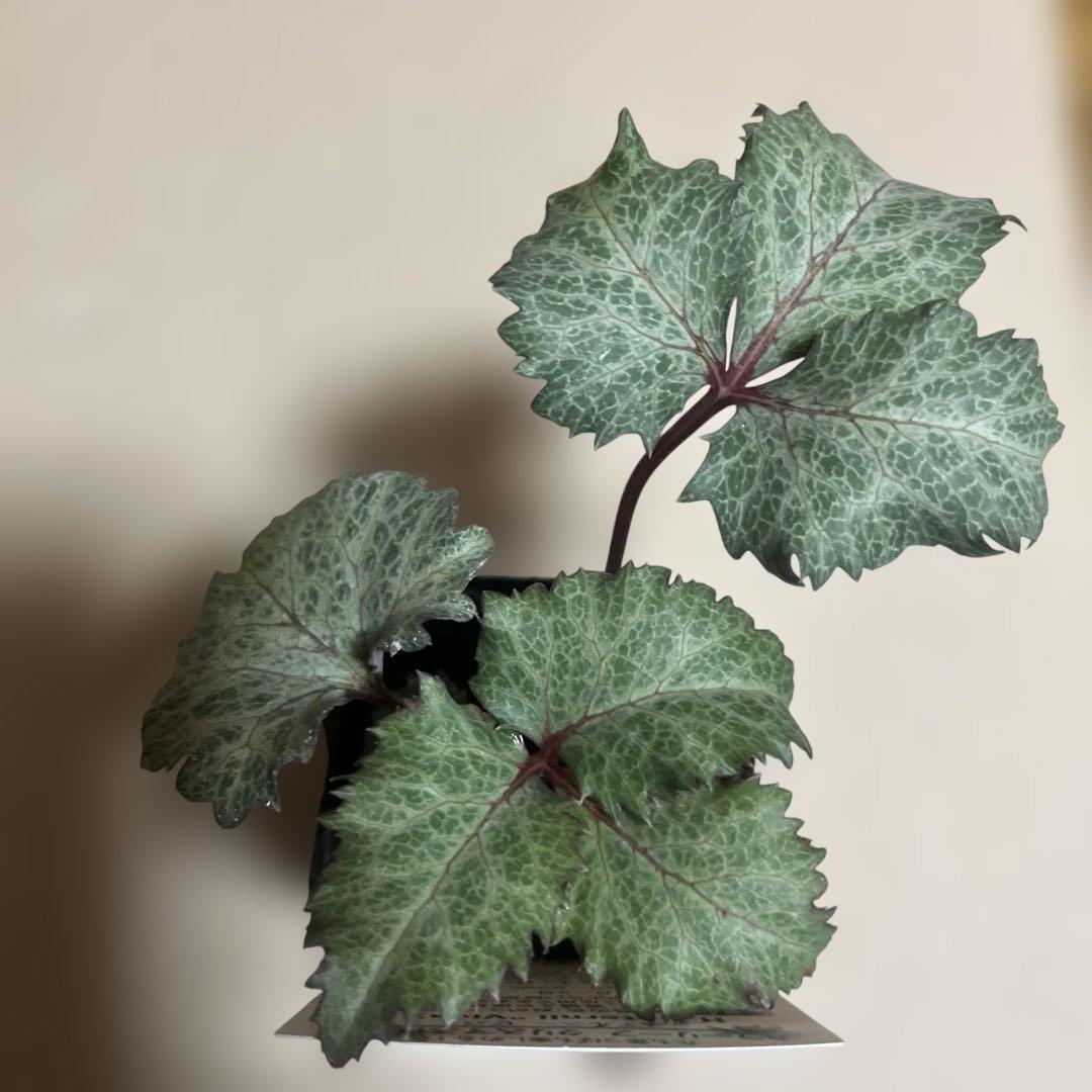 クリスマスローズ Helleborus × sternii \