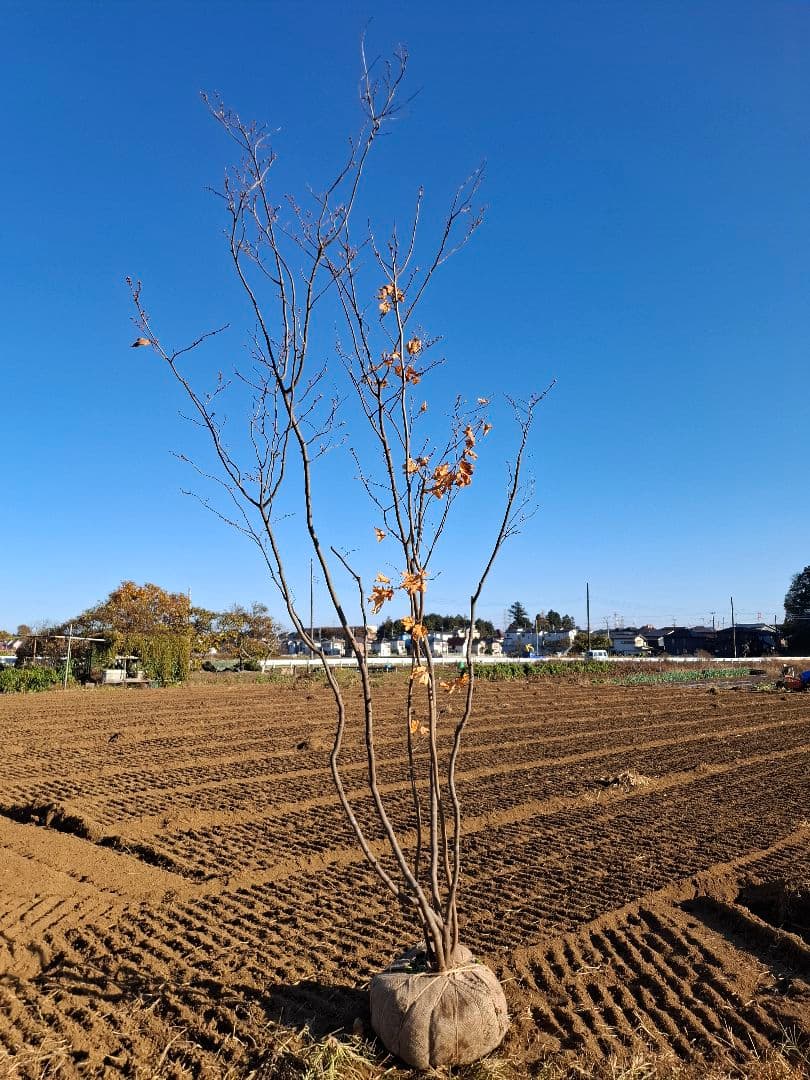 シロモジ 雑木 ――アオダモアオハダ モミジ 山彩り ――
