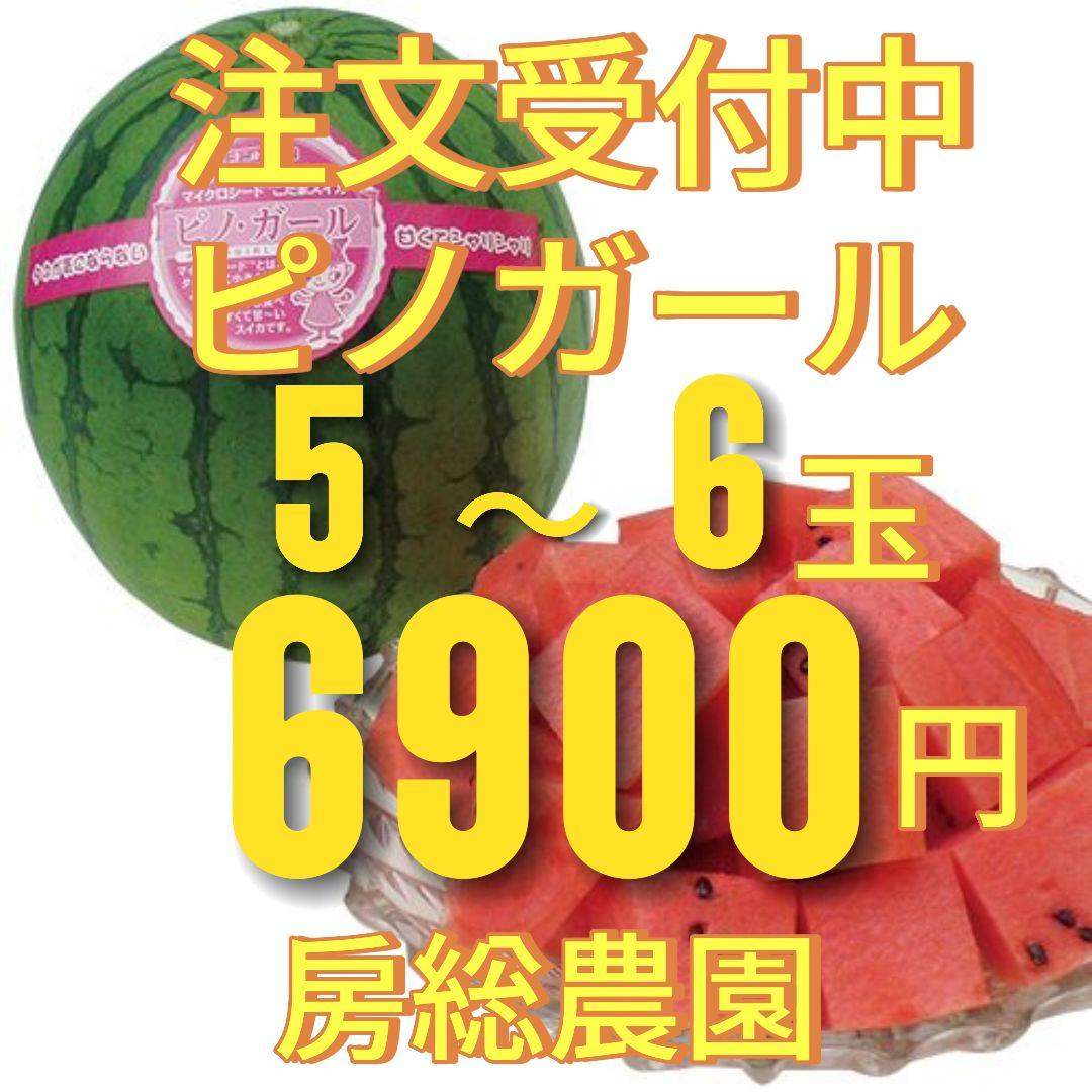 ６９００円・６玉・注文受付中・第３弾・ピノガール「小玉スイカランキング第１位」