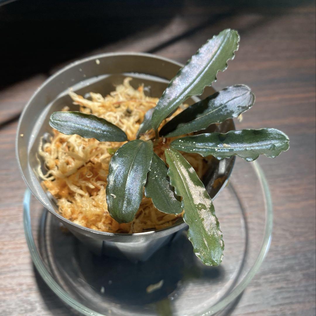 Bucephalandra sp. Chocolata カミハタ便