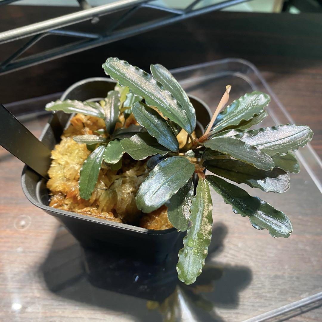 Bucephalandra sp. Chocolata カミハタ便