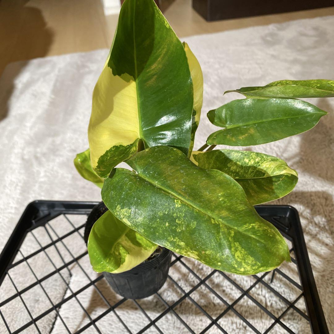 フィロデンドロン バールマルクス　斑入り